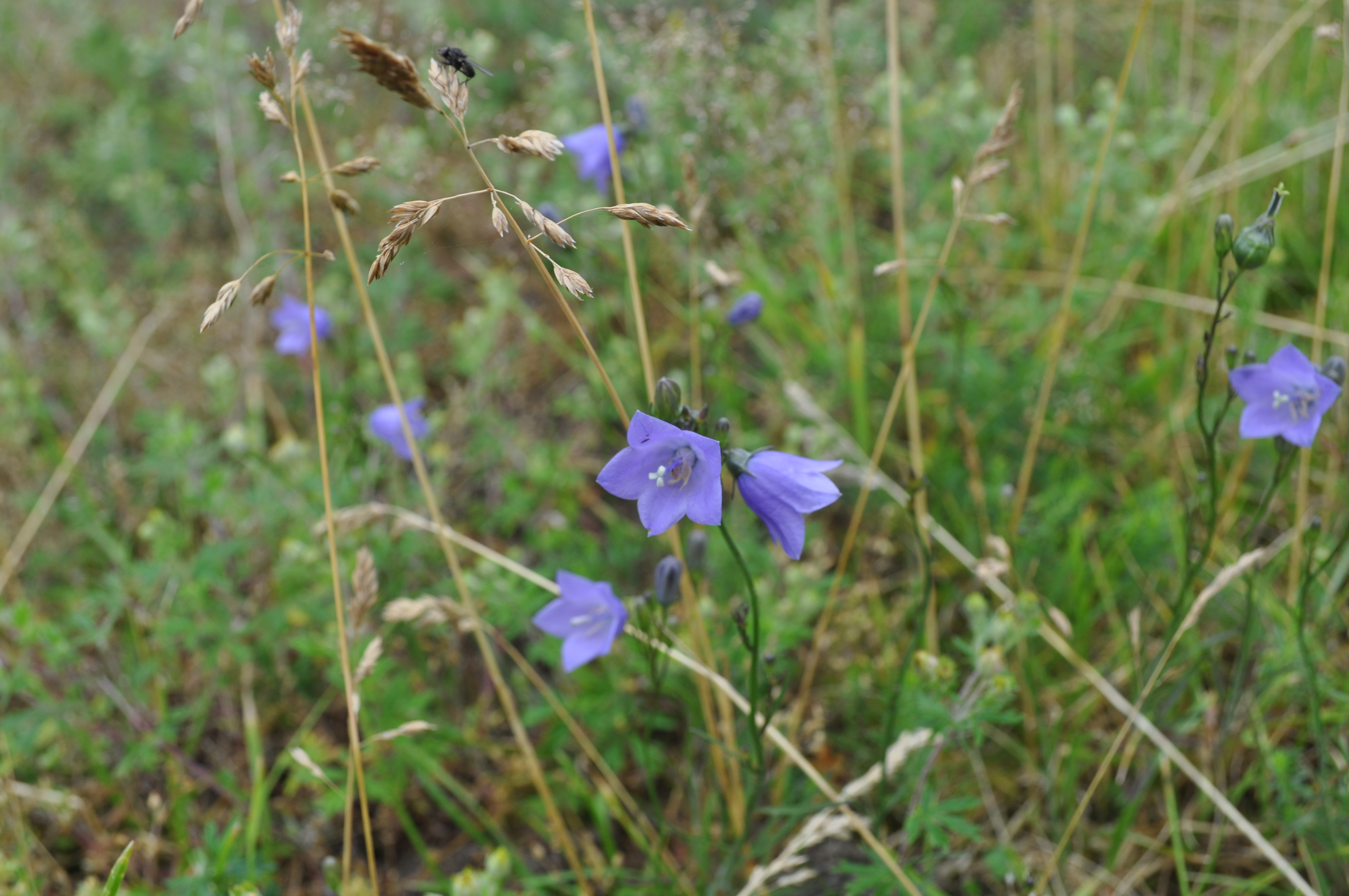 Just a picture of a flower